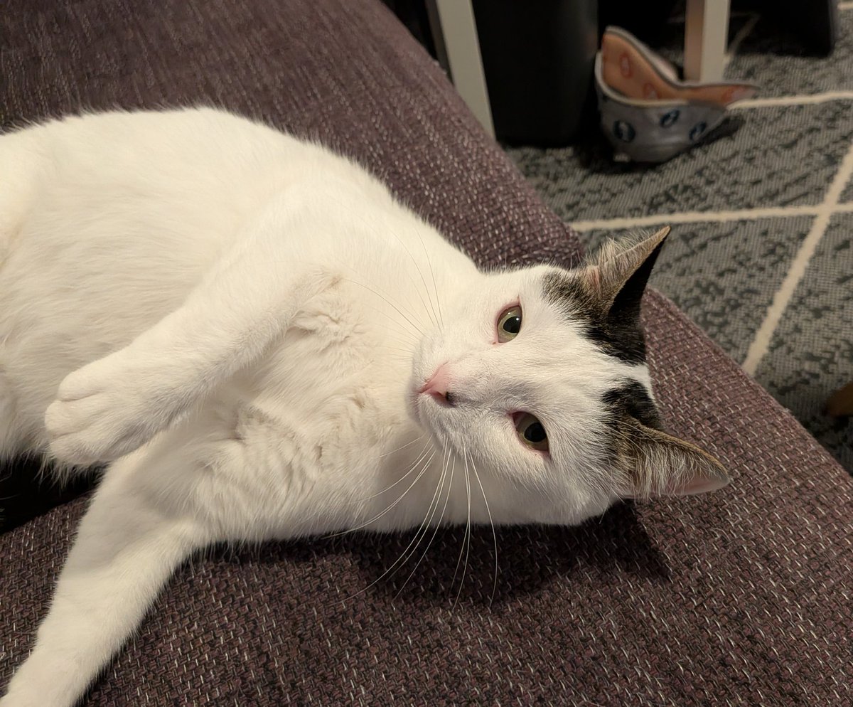 NeoLoki82's tweet photo. Trinity relaxing https://t.co/i7js050Hyf
