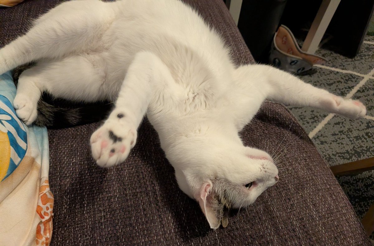 NeoLoki82's tweet photo. Trinity relaxing https://t.co/i7js050Hyf