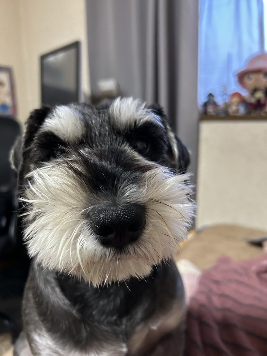 こまっち tweet media