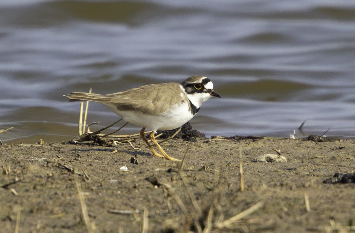 Sean Nixon tweet media