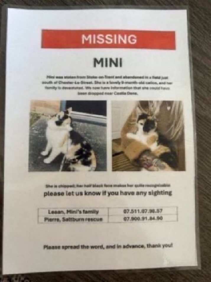 LisaClareRead2's tweet image. Mini is still missing 💔😢
She was stolen from her home in Stoke on Trent &amp;amp; dumped in a field just south of Chester Le Street near the A1
Spotted near Castle Dene and Lumley New Road. 
She’s only a little kitten, please help get her home 💔
#stolendoghour #Hartlepool #NorthEast