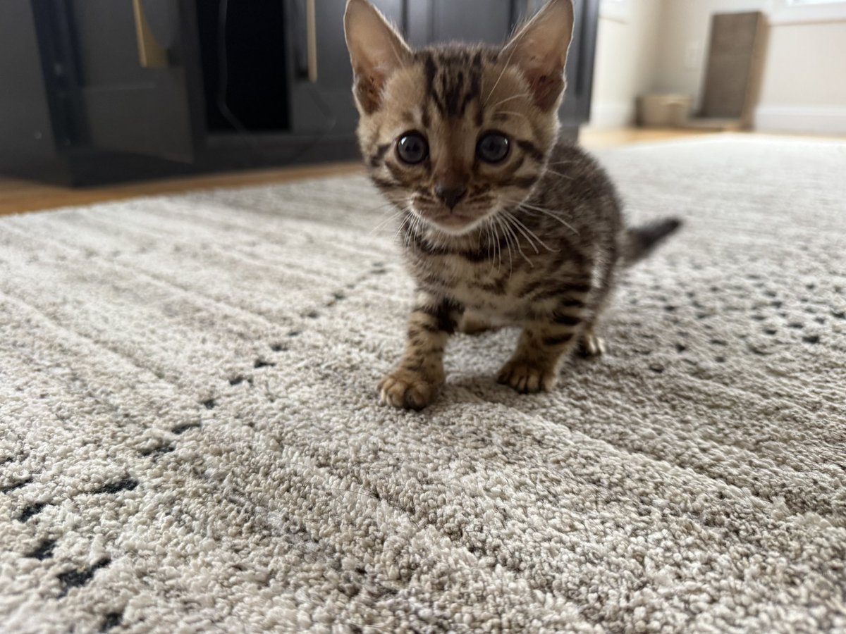 Nick Rocco tweet media