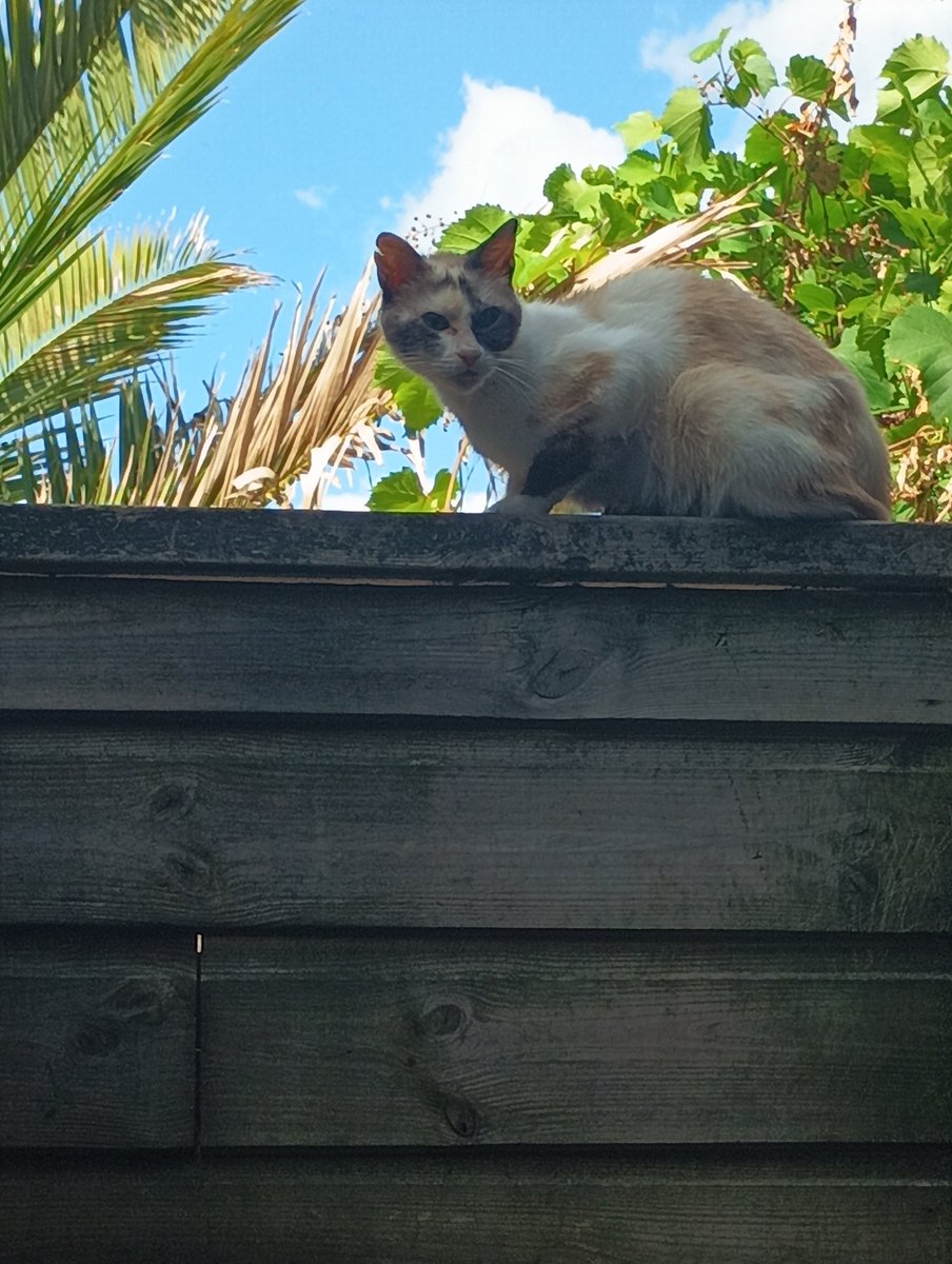 Des Crochets Frivoles tweet media