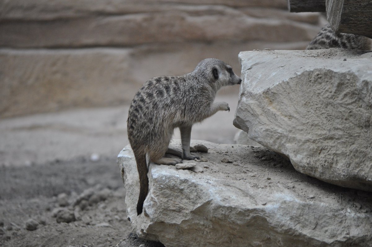Meerkat daily #509