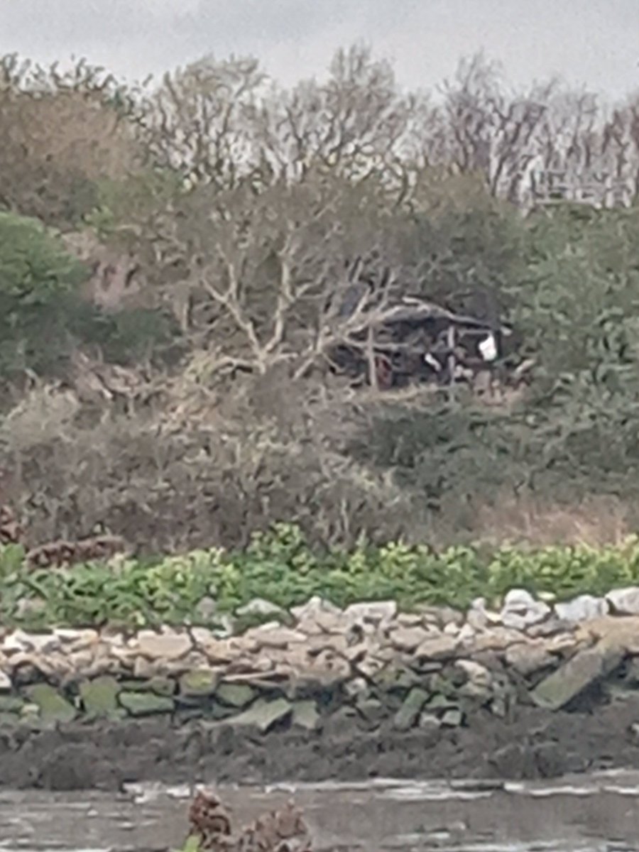 🇮🇪Collie🇮🇪 tweet media