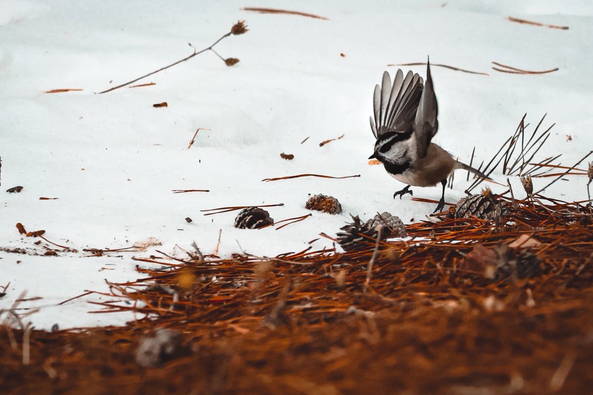 The Goat Path tweet media