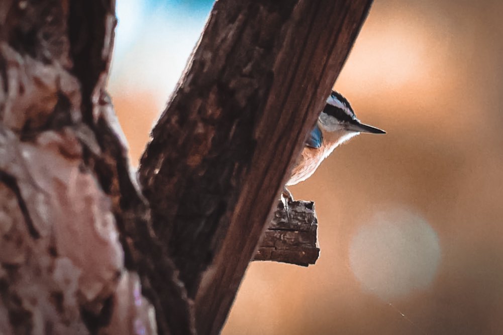 The Goat Path tweet media