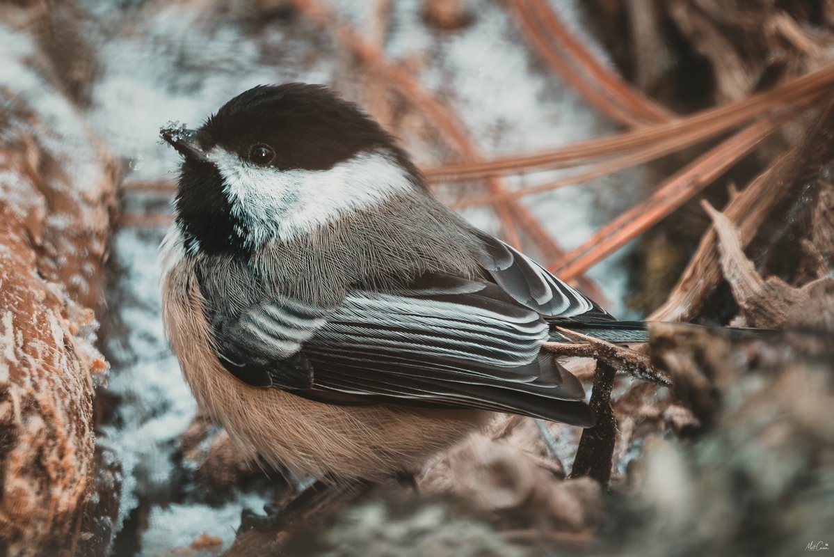 The Goat Path tweet media