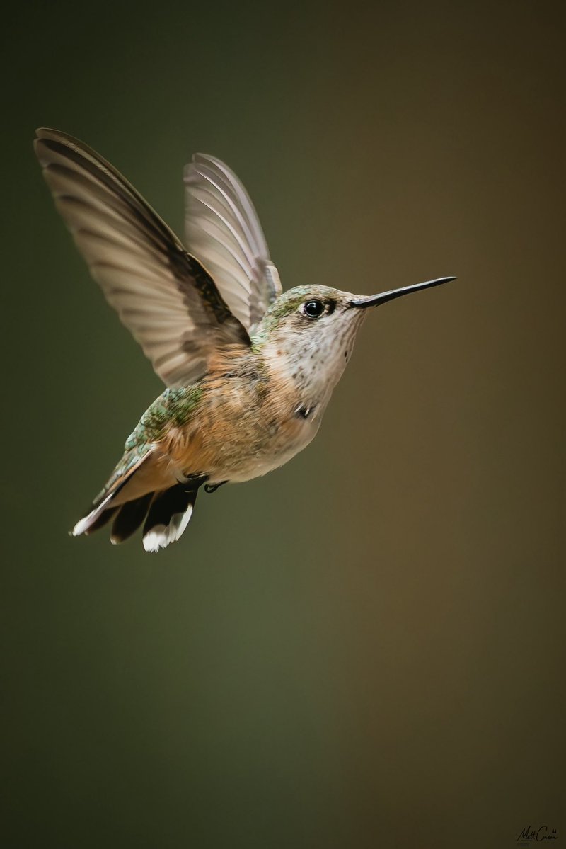 The Goat Path tweet media