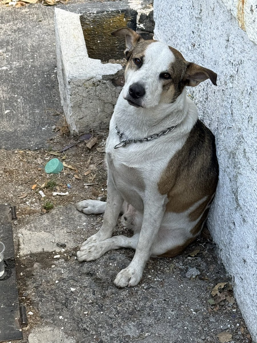 Pajaré. 🐦📸📝 tweet media