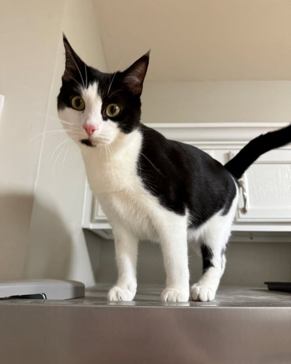 Red Cross Mississippi tweet media