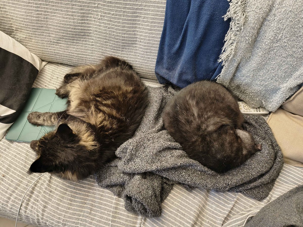 bidonica ❗ tweet media