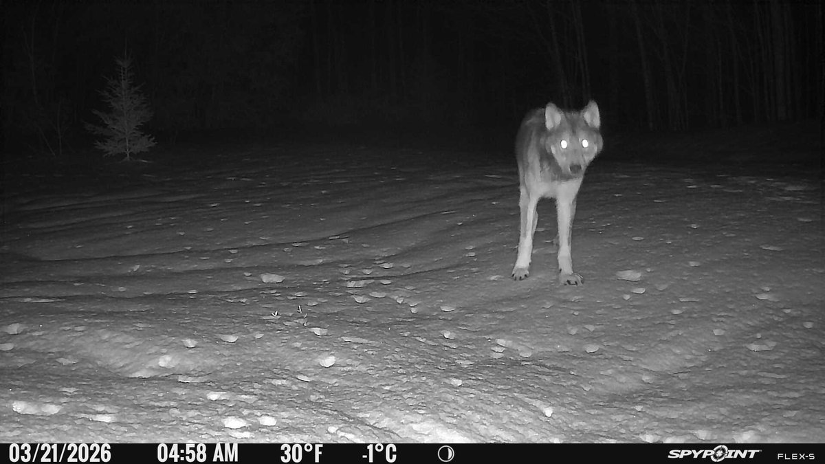 UpperMichiganOutdoors tweet media