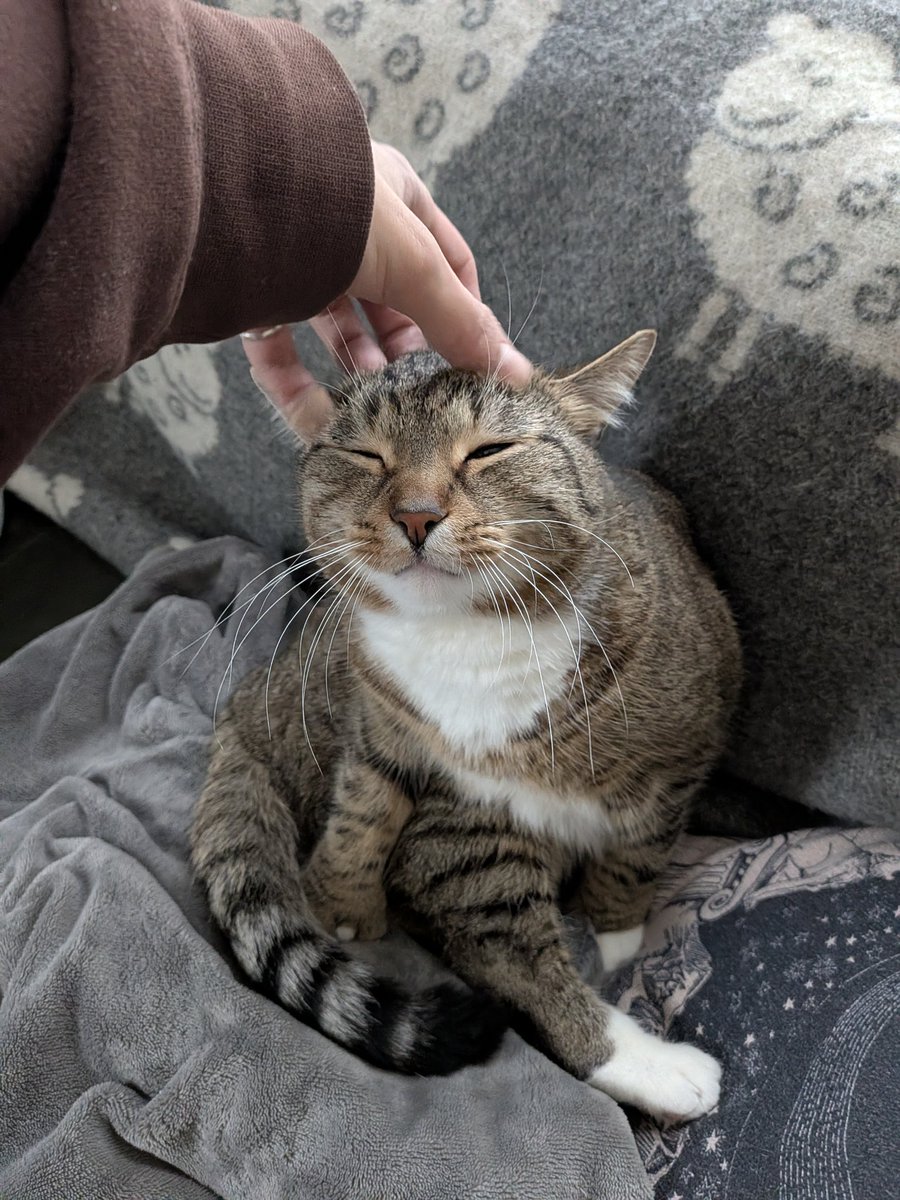 cap'n cookie 🍪 tweet media