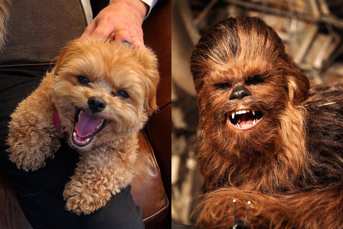 A Wookiee ment for the couch!  substack.com/@lposse1/note/…