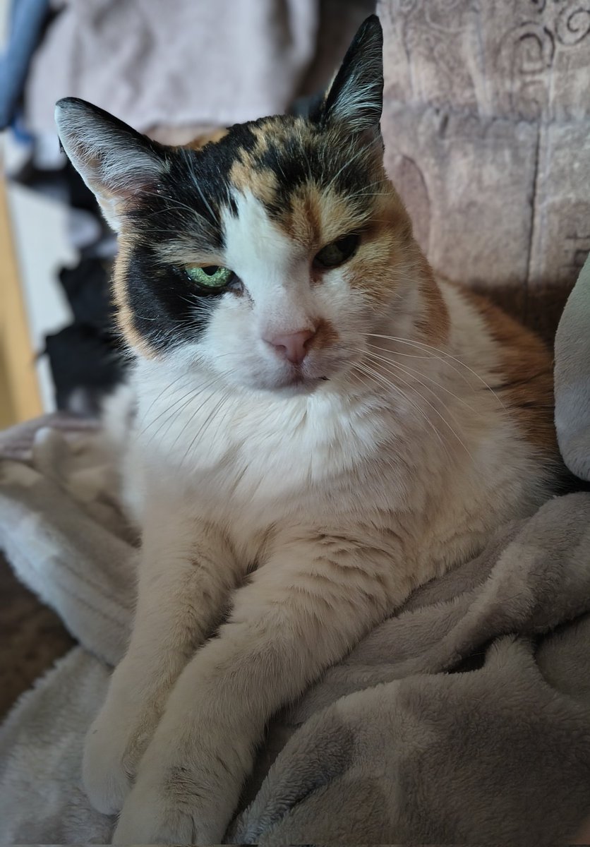 Schnubbel1969 🐈🙋🏻‍♀ tweet media