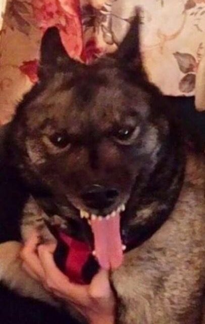 S⋆o⋆p⋆h⋆i⋆e⋆_⋆K⋆a⋆l⋆1 tweet media