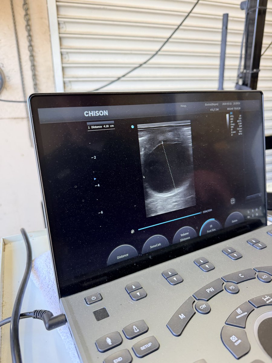 Underworld Arabians tweet media