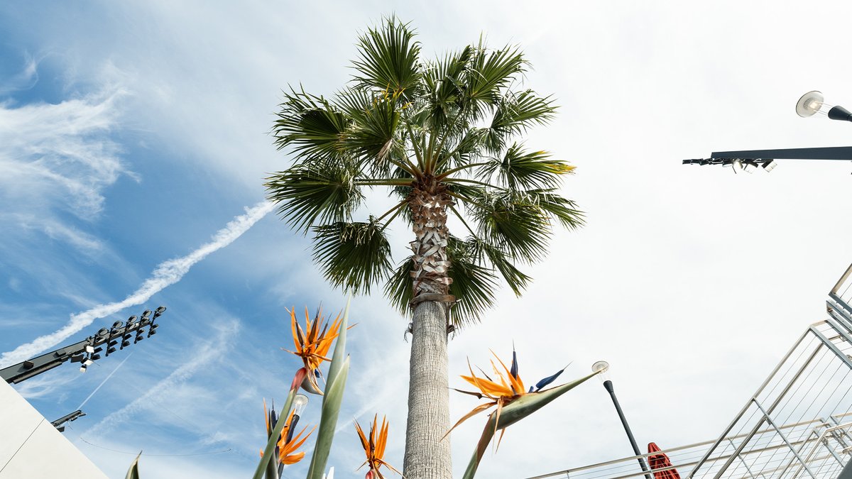 Real Salt Lake tweet media