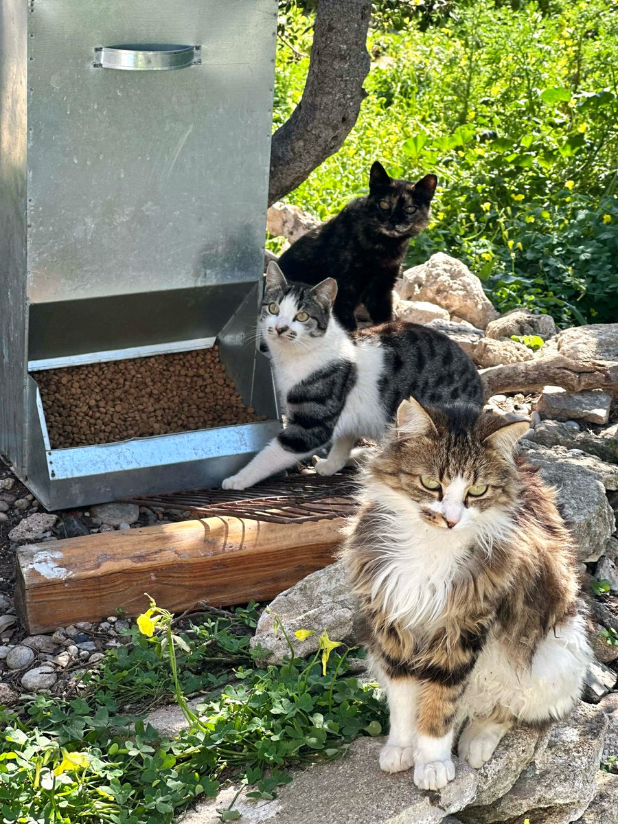 Cats of Iraklia tweet media