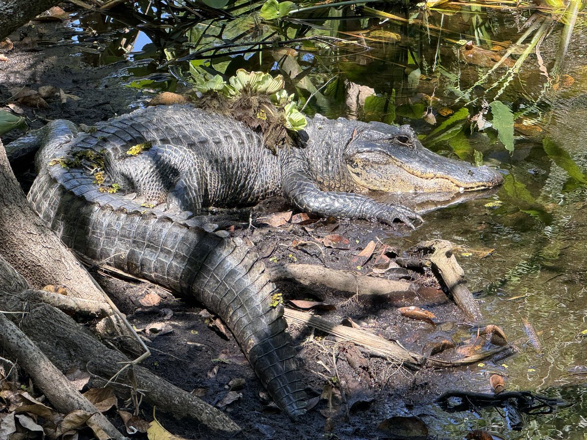 Toad Qui Est Mutant tweet media