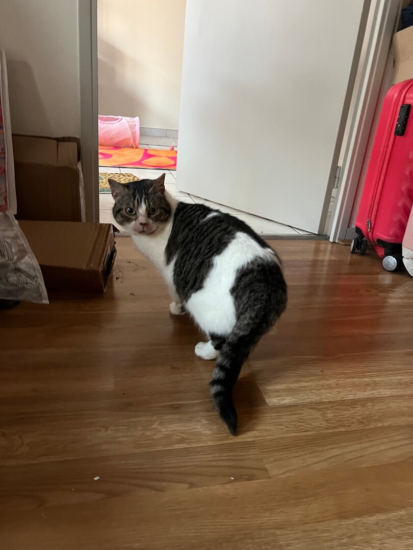 VigiPets.fr tweet media