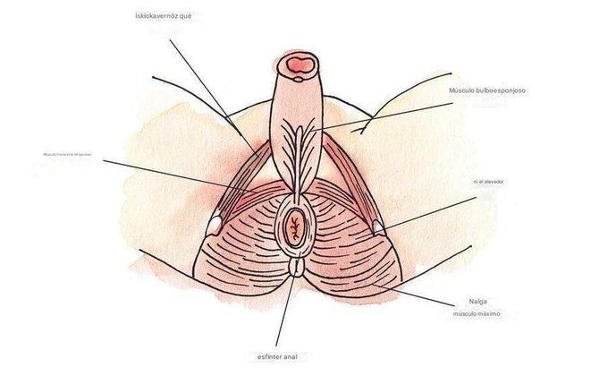 Cómo recuperarse rápidamente de la eyaculación (y llegar al segundo asalto como una bestia)

Si te rindes demasiado pronto, te estás perdiendo lo mejor.

Aprende a recuperarte rápido y a mantener el placer.

🧵-