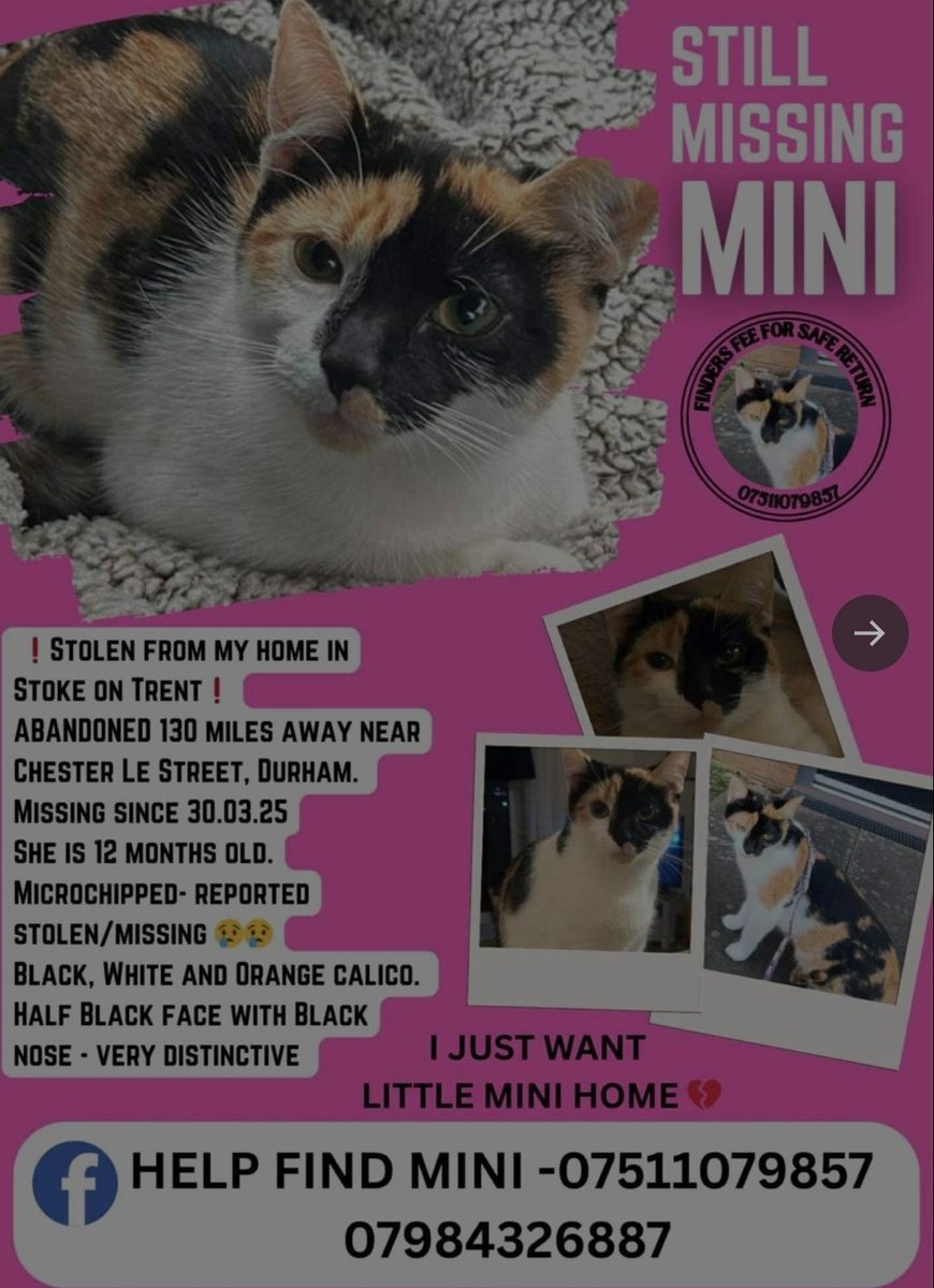 HelWittman2's tweet image. #stolendoghour 
MINI  IS  STILL  MISSING  - Durham area
#PetTheftAwarenessWeek ⚠️
#MissingCatsDay ⚠️
#HelpFindMini ⚠️
#missingcat ⚠️
MINI  was  stolen  by ex-partner, then dumped south of Chester-le-Street Durham on 30/03/25.