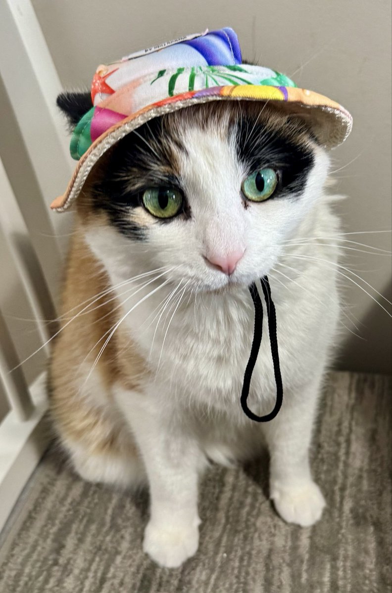 🌺Franckie et Billie 🌺 tweet media