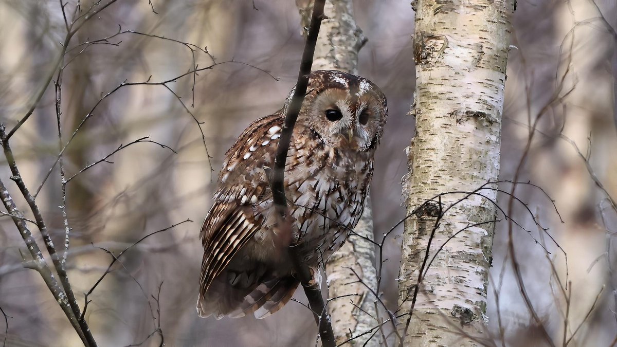 Mark fullerton tweet media