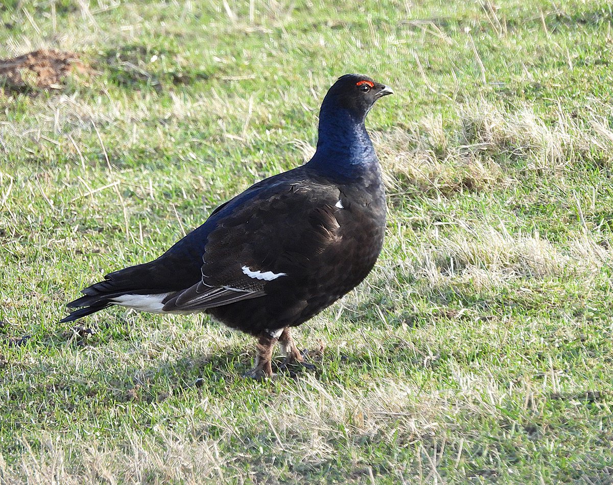 Andy Paton @andypaton.bsky.social tweet media