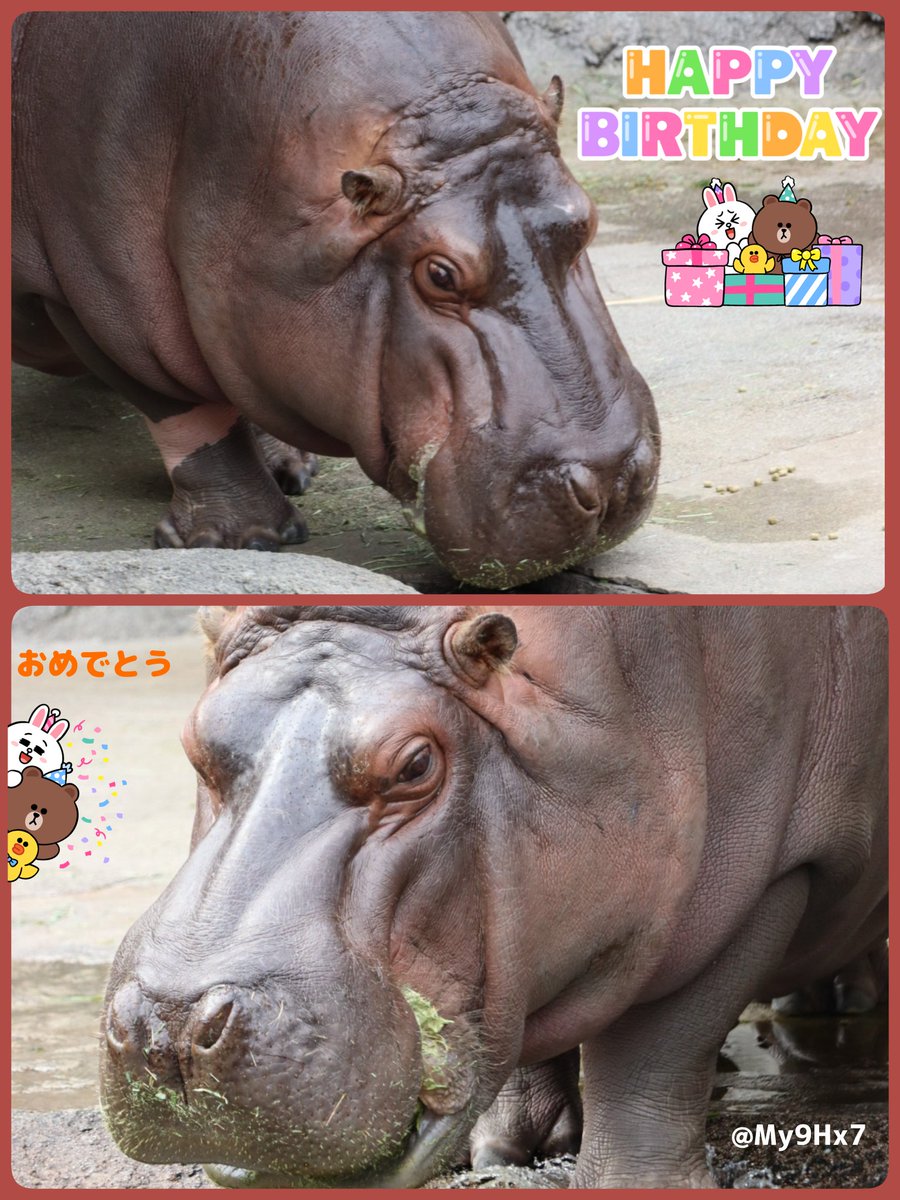 サヤネコ tweet media