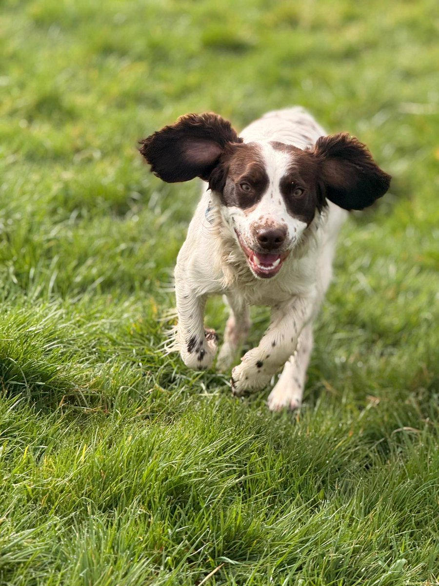 Galway SPCA tweet media