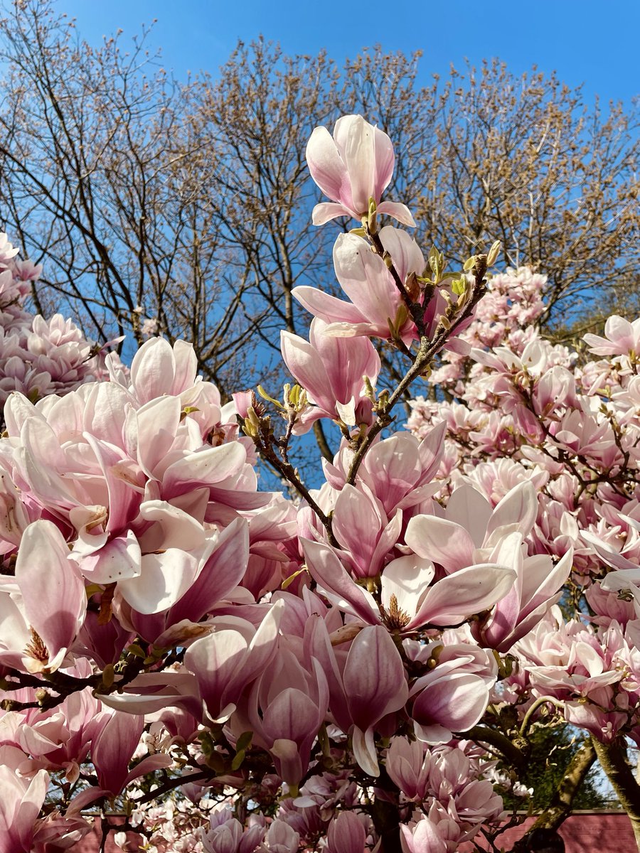 nova 🐦‍⬛ tweet media