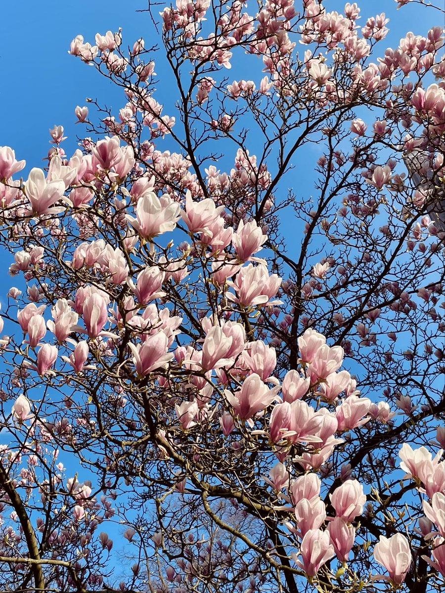 nova 🐦‍⬛ tweet media