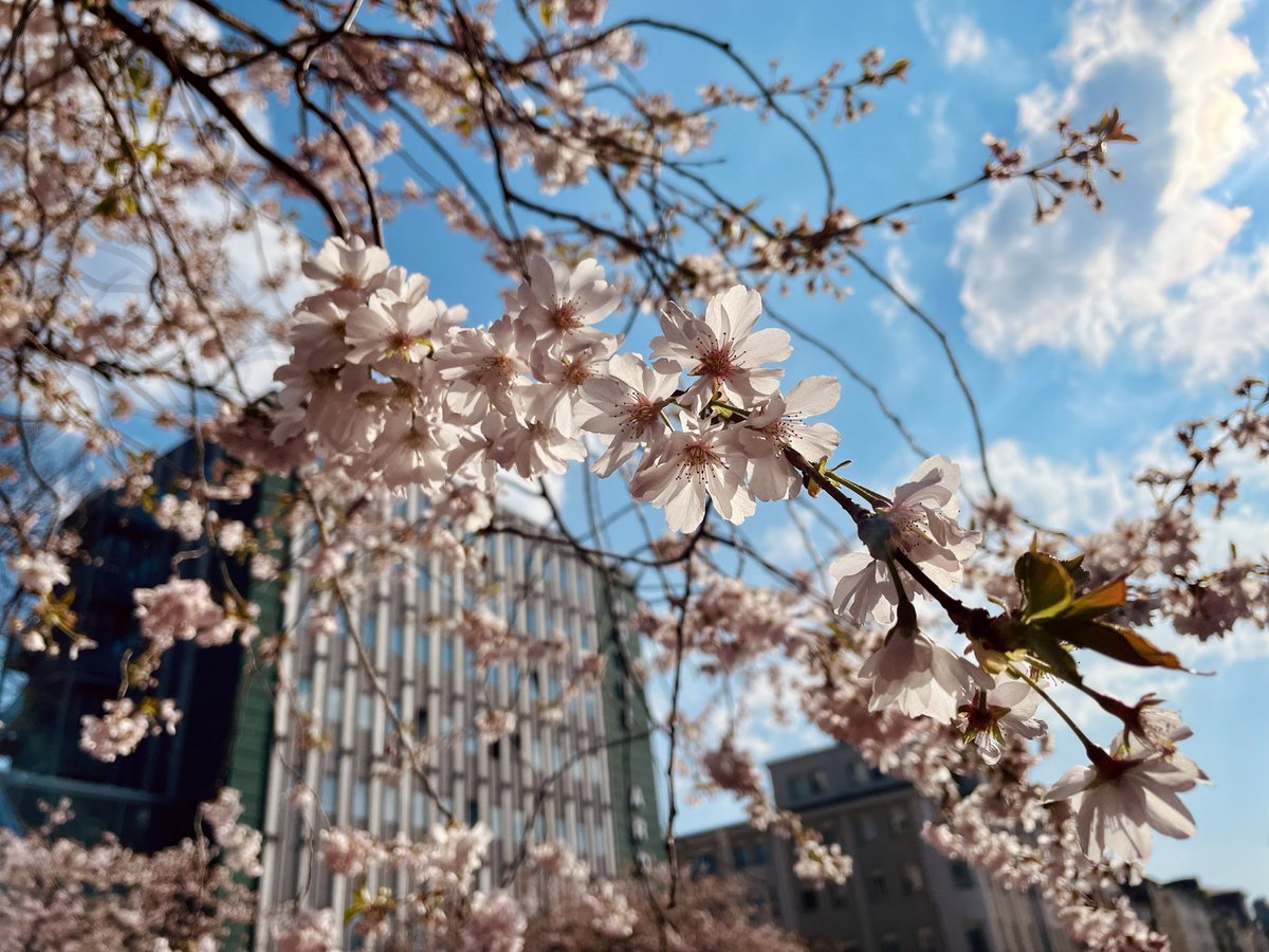 nova 🐦‍⬛ tweet media