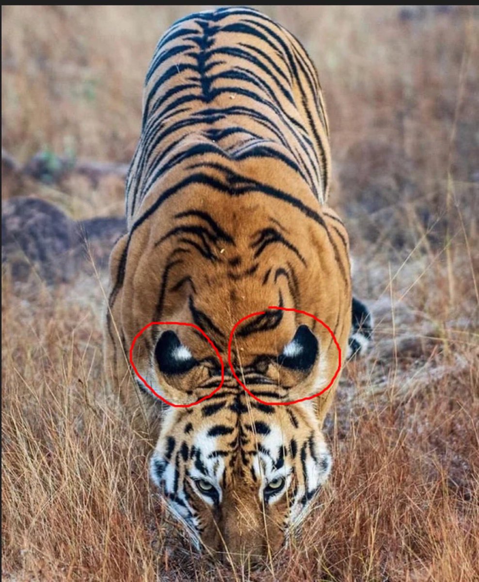 Tom Valentino tweet media