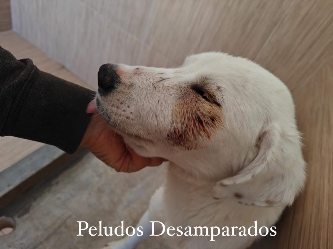 Peludos Desamparados tweet media
