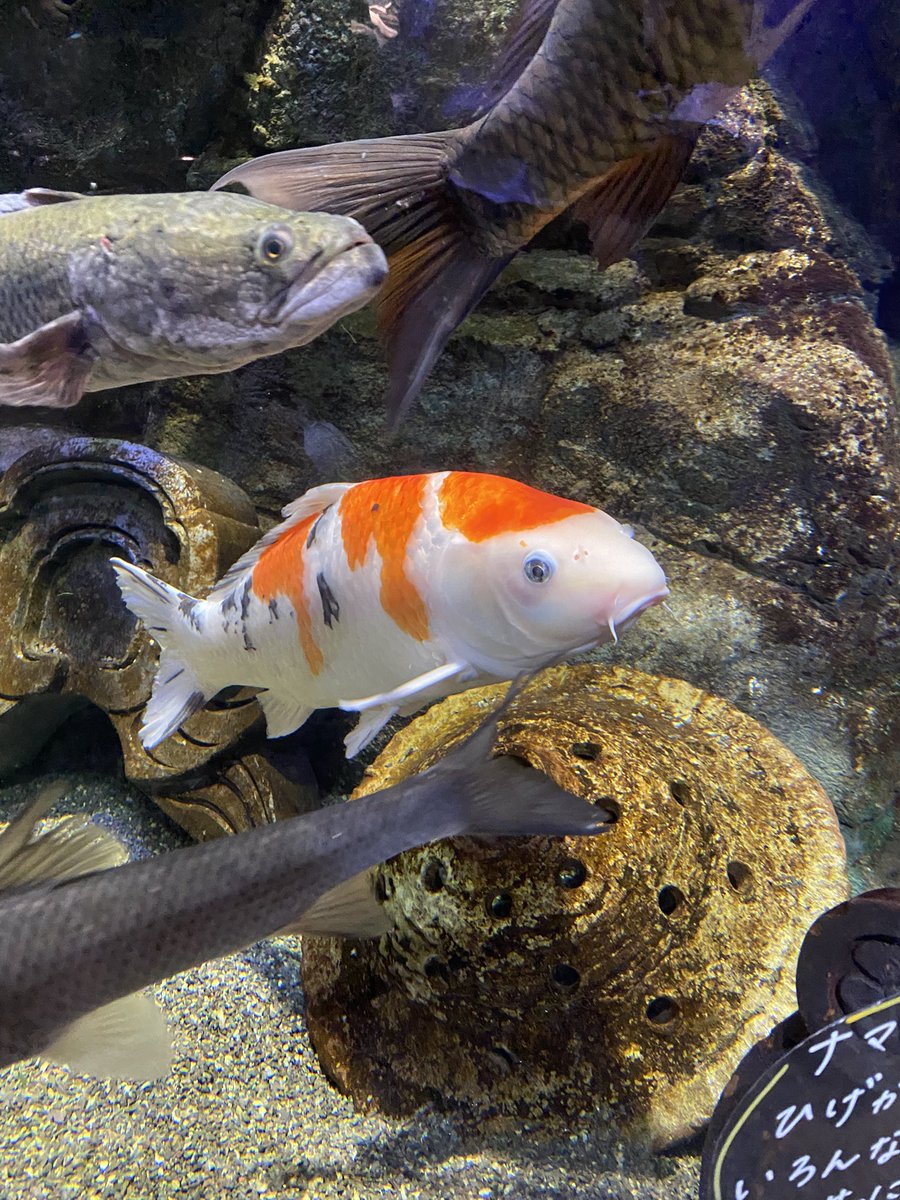 まか日記 tweet media