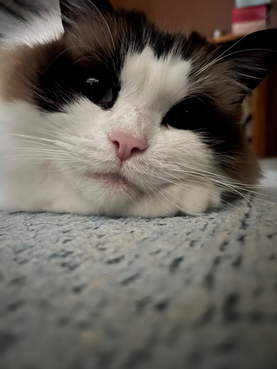 ひめの&ゆめの tweet media