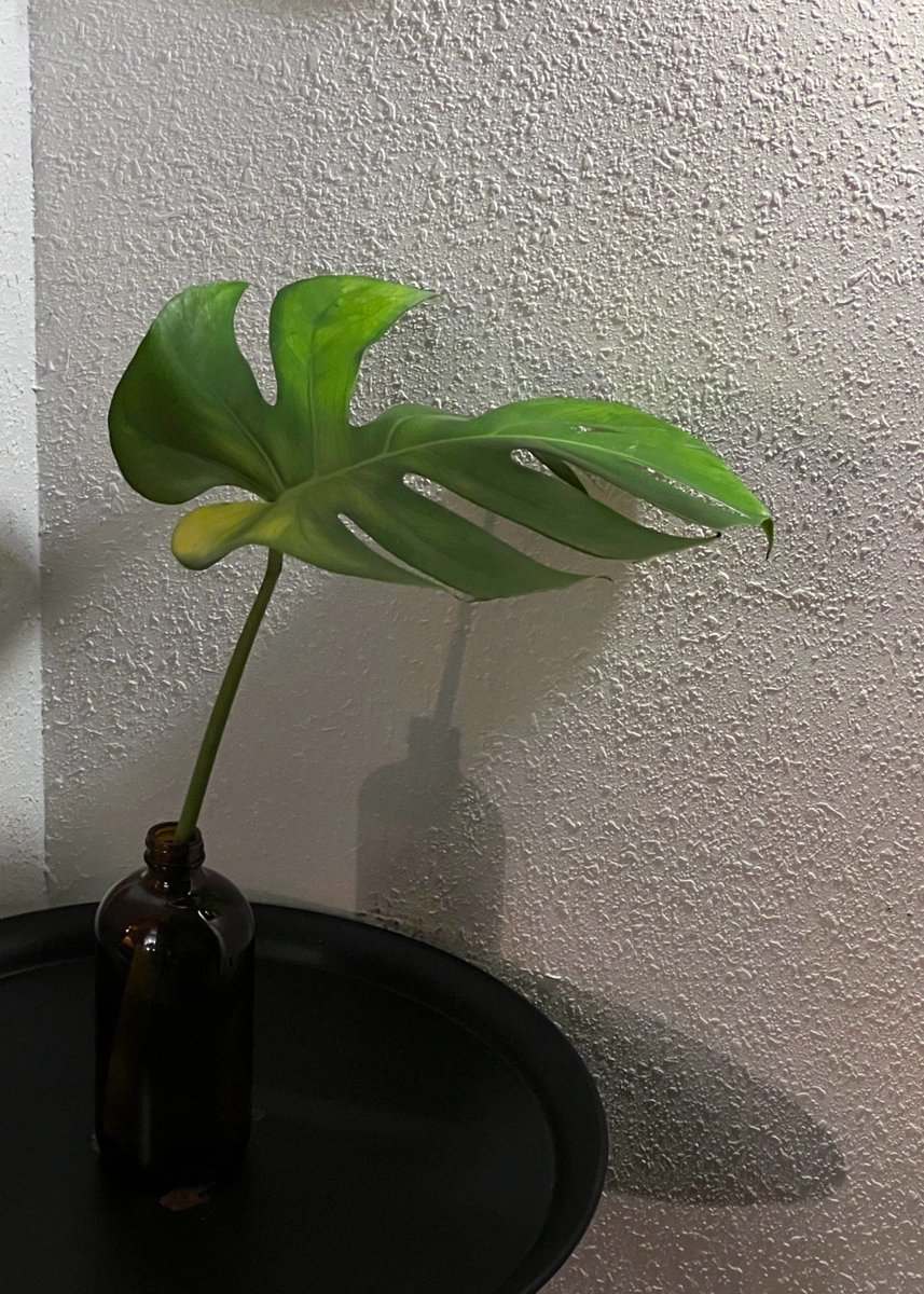 Genesis Peregrino tweet media