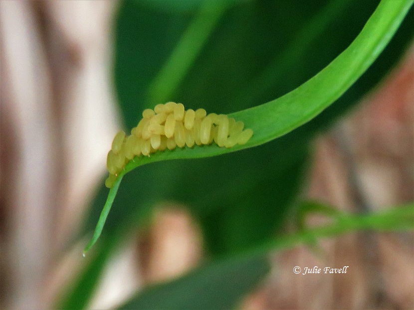 Lithgow Environment tweet media