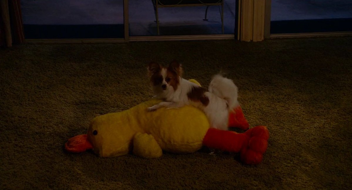 Sirius 🍅 tweet media