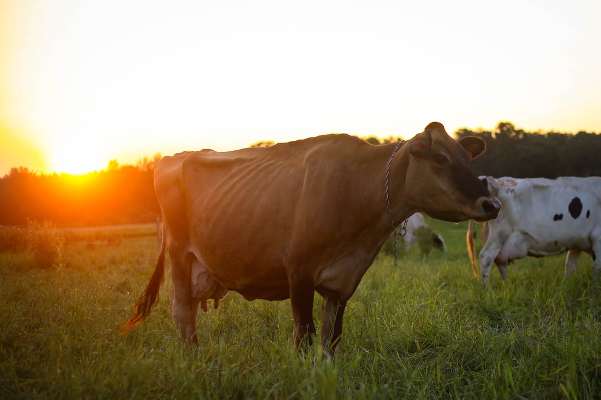 Brittany Olson tweet media