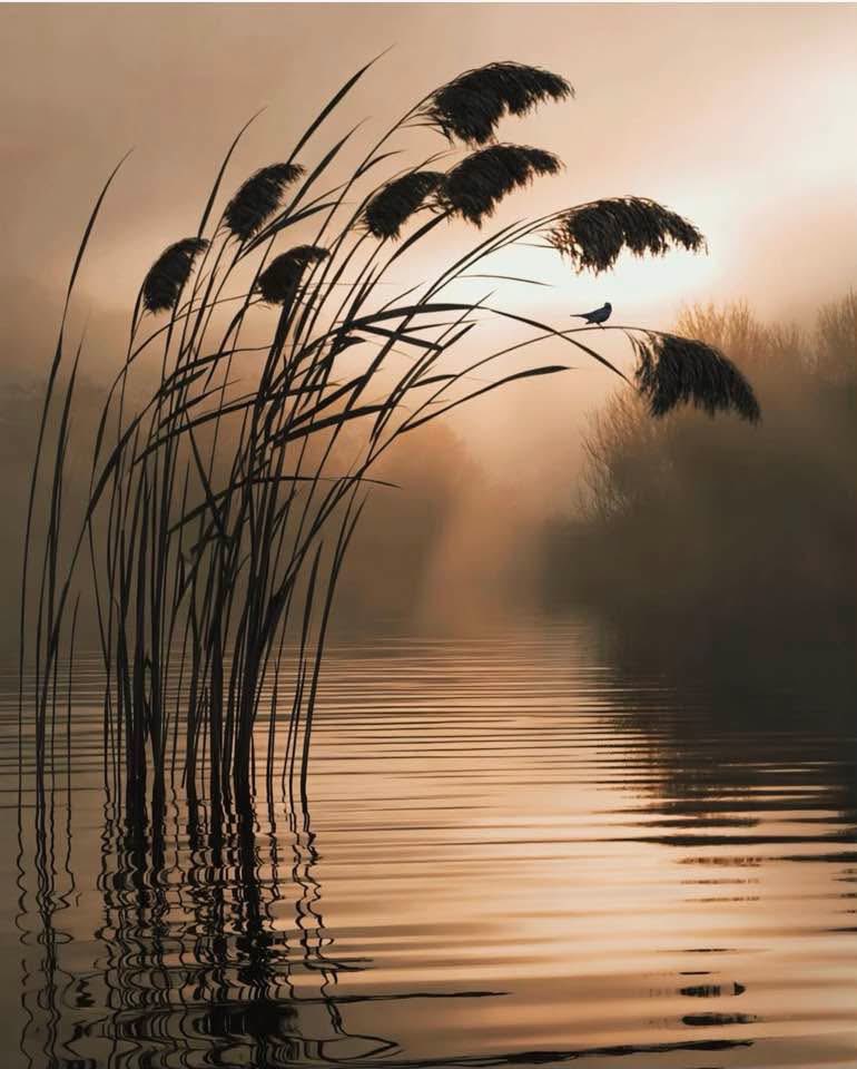 Kees Vaandering tweet media