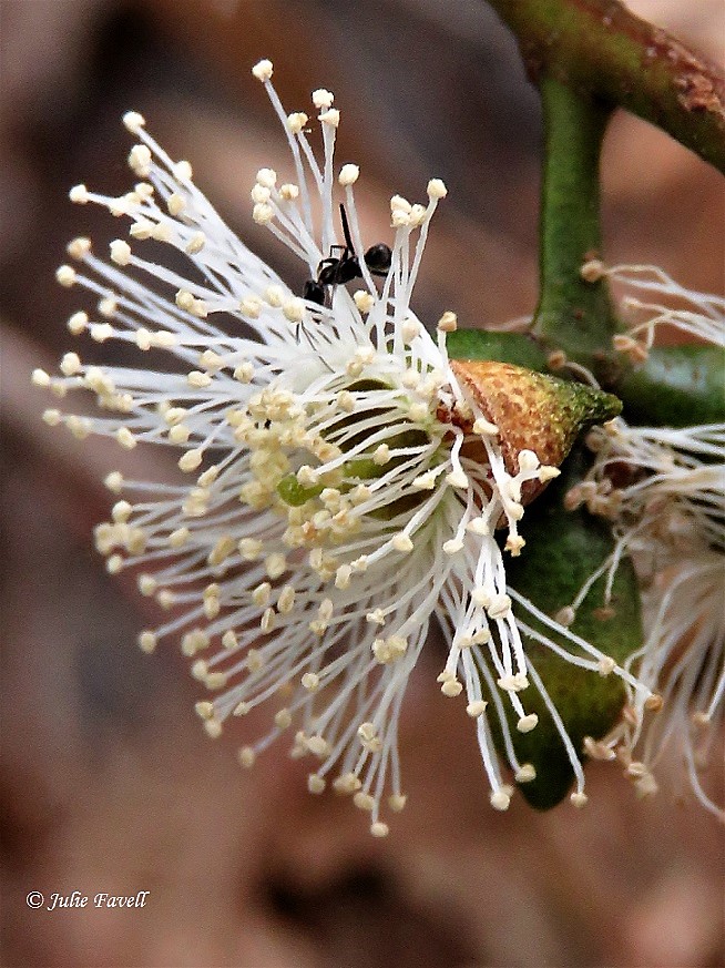 Lithgow Environment tweet media