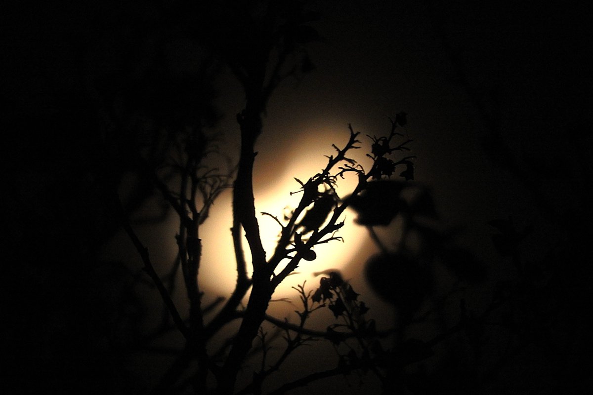 Nigey`s Wild Walks tweet media