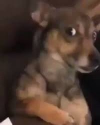 الأخ عبدالرحمن tweet media