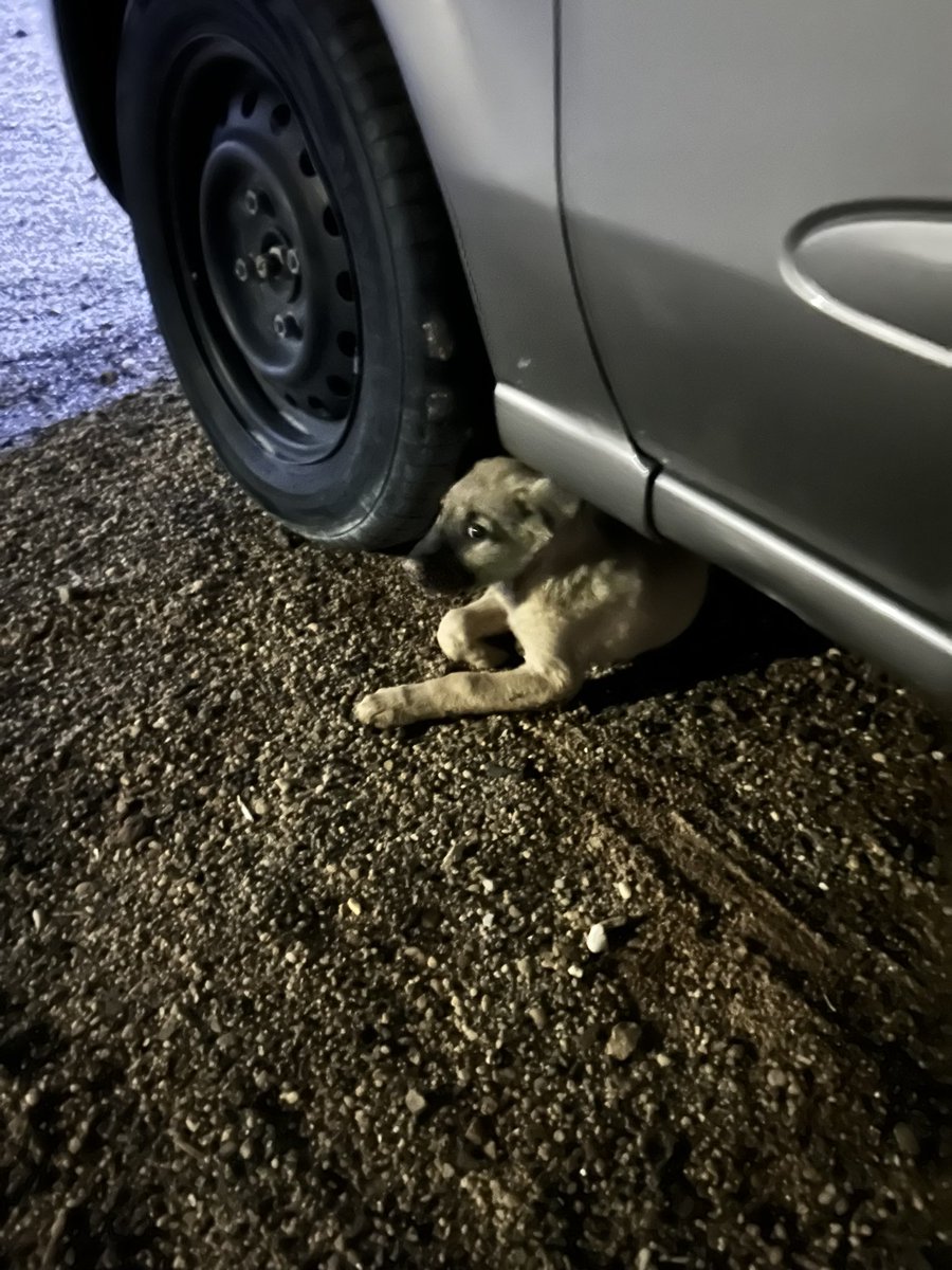 الأخ عبدالرحمن tweet media