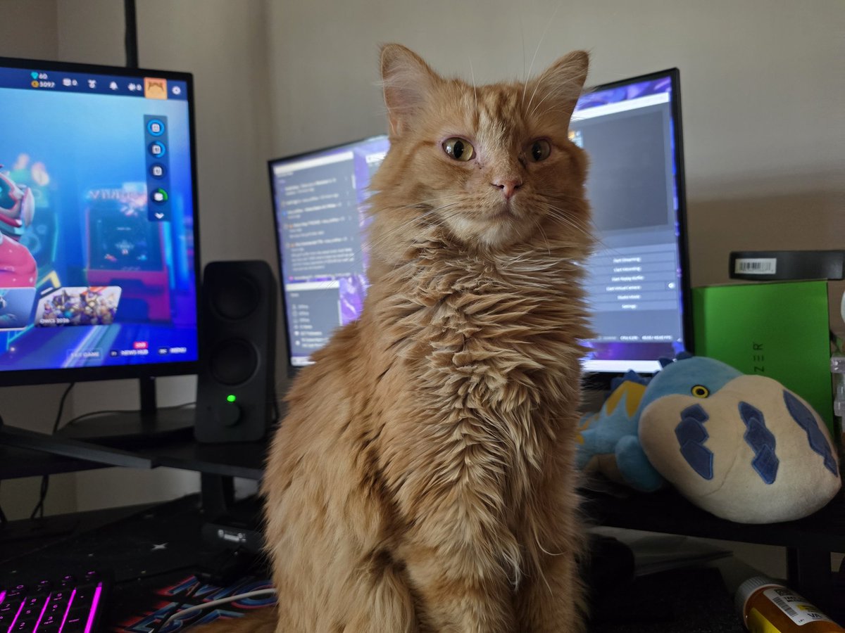 Gufferd 😼 tweet media